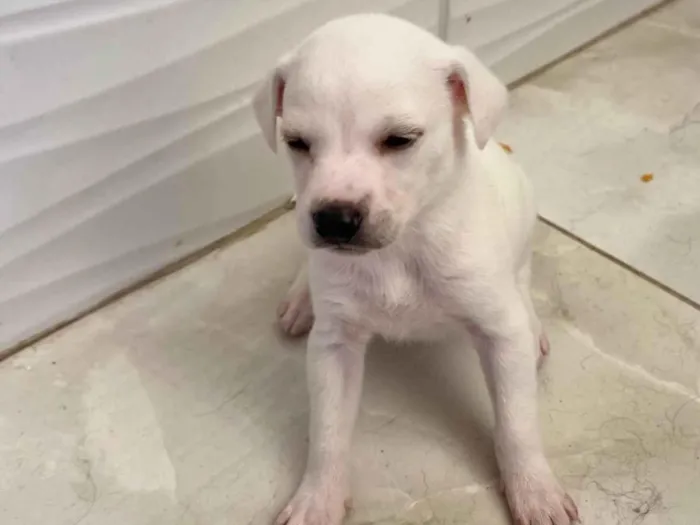 Cachorro ra a SRD-ViraLata idade Abaixo de 2 meses nome Sem nome 