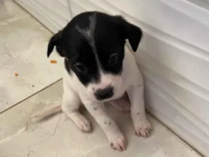 Cachorro raça SRD-ViraLata idade Abaixo de 2 meses nome Sem nome 