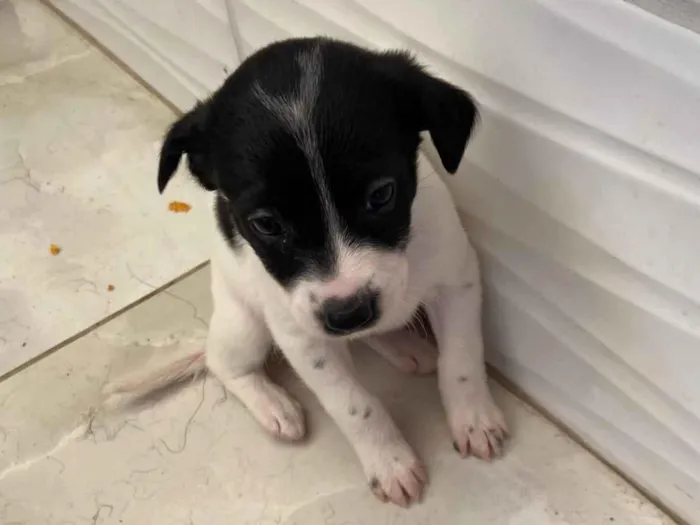 Cachorro ra a SRD-ViraLata idade Abaixo de 2 meses nome Sem nome 