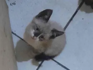 Gato raça SRD-ViraLata idade Abaixo de 2 meses nome Não tem nome