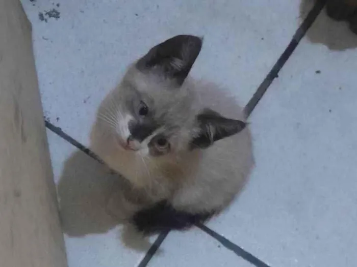Gato ra a SRD-ViraLata idade Abaixo de 2 meses nome Não tem nome