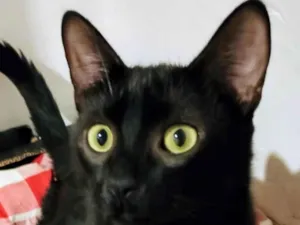 Gato raça SRD-ViraLata idade 2 a 6 meses nome Black 