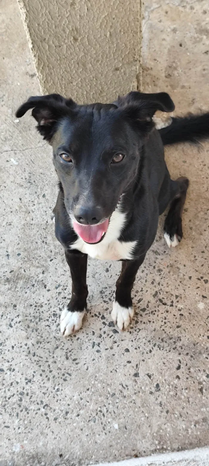 Cachorro ra a SRD-ViraLata idade 2 anos nome Thor 