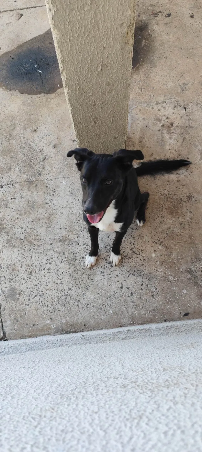 Cachorro ra a SRD-ViraLata idade 2 anos nome Thor 