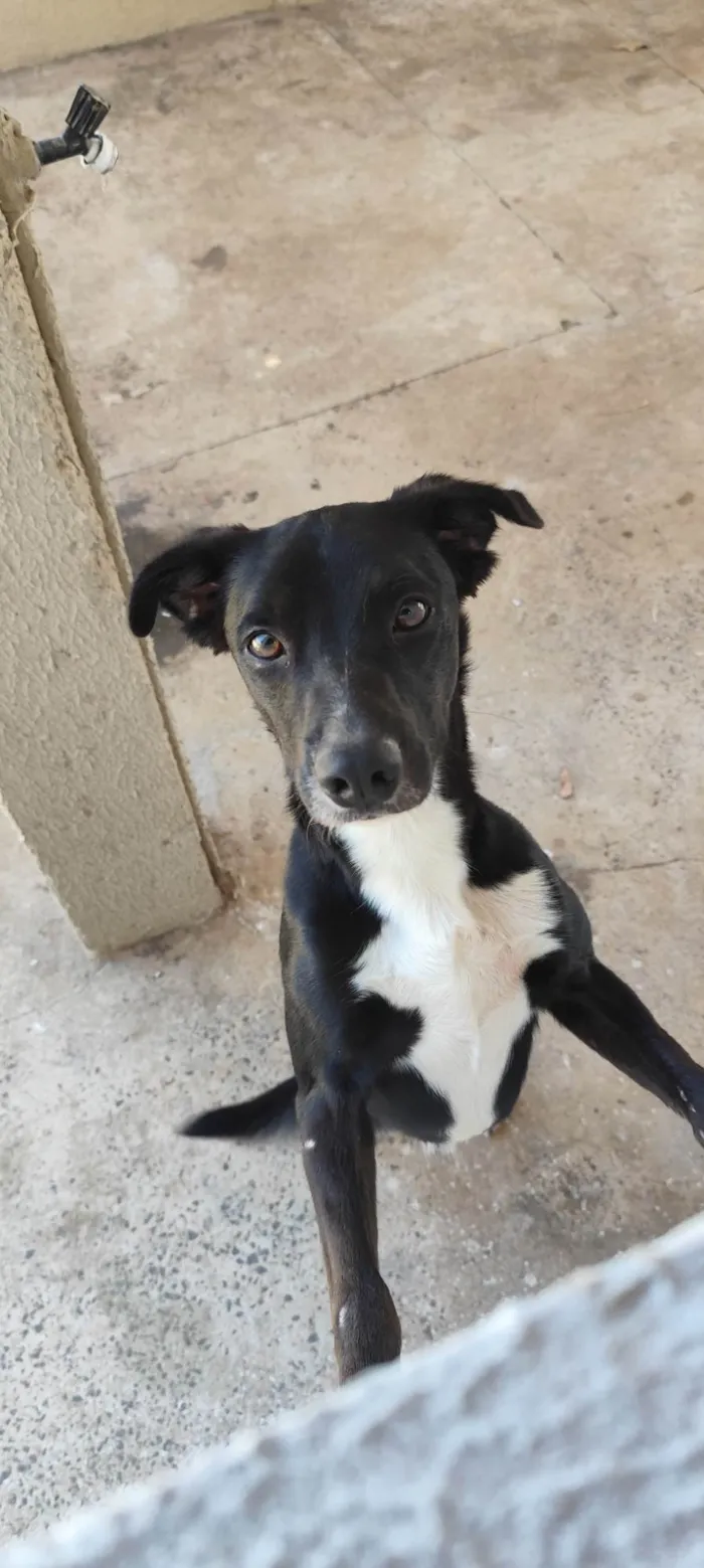 Cachorro ra a SRD-ViraLata idade 2 anos nome Thor 