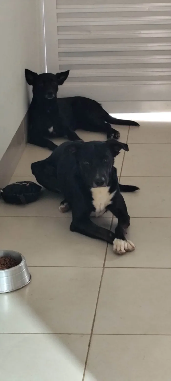Cachorro ra a SRD-ViraLata idade 2 anos nome Thor 