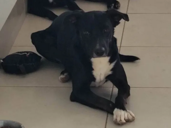 Cachorro ra a SRD-ViraLata idade 2 anos nome Thor 
