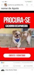 Apolo 