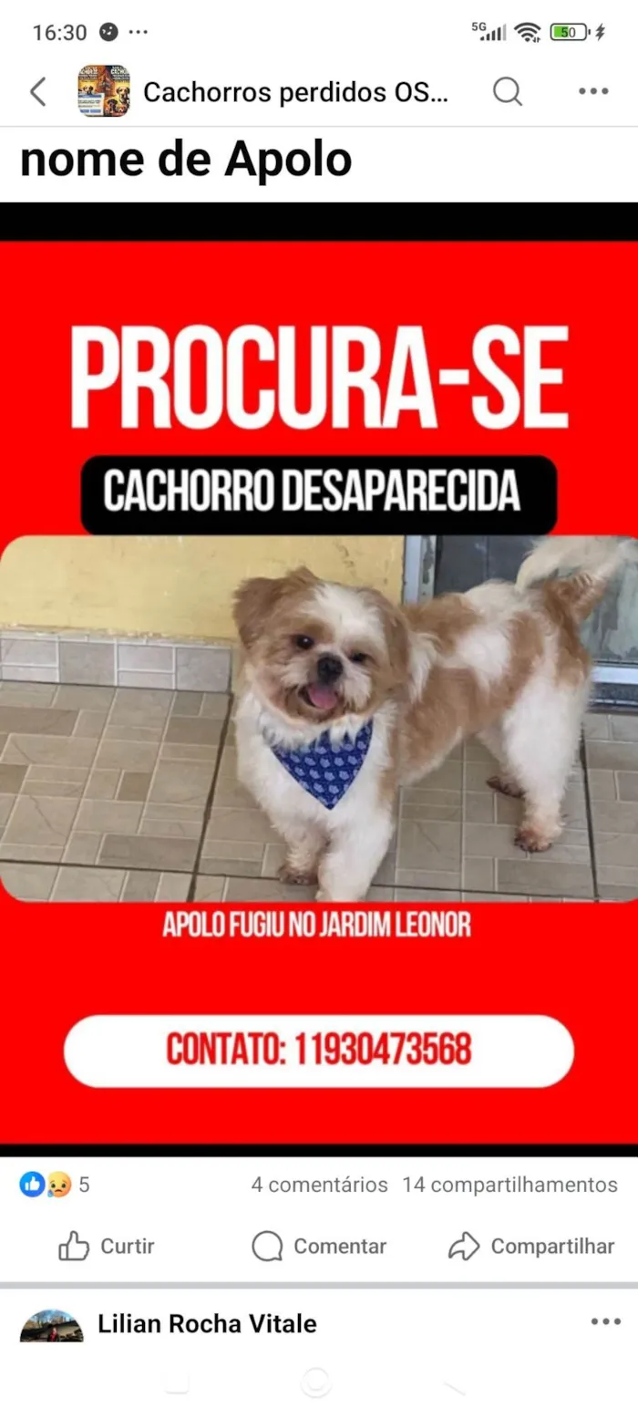 Cachorro ra a Lhasa Apso idade 3 anos nome Apolo 