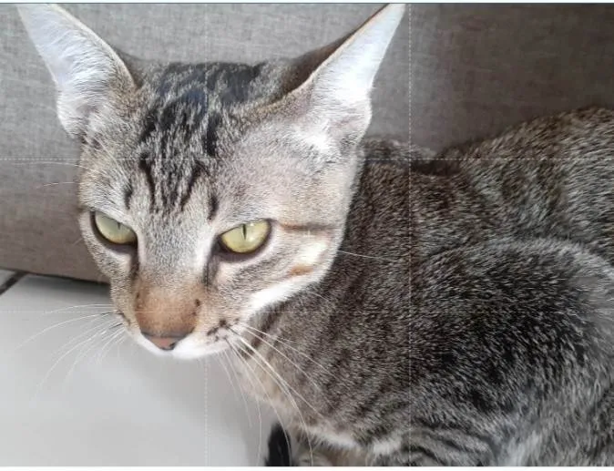 Gato ra a SRD-ViraLata idade 2 a 6 meses nome Tom
