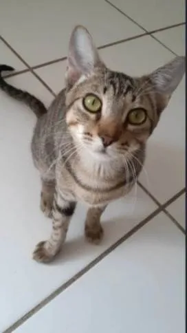 Gato ra a SRD-ViraLata idade 2 a 6 meses nome Tom