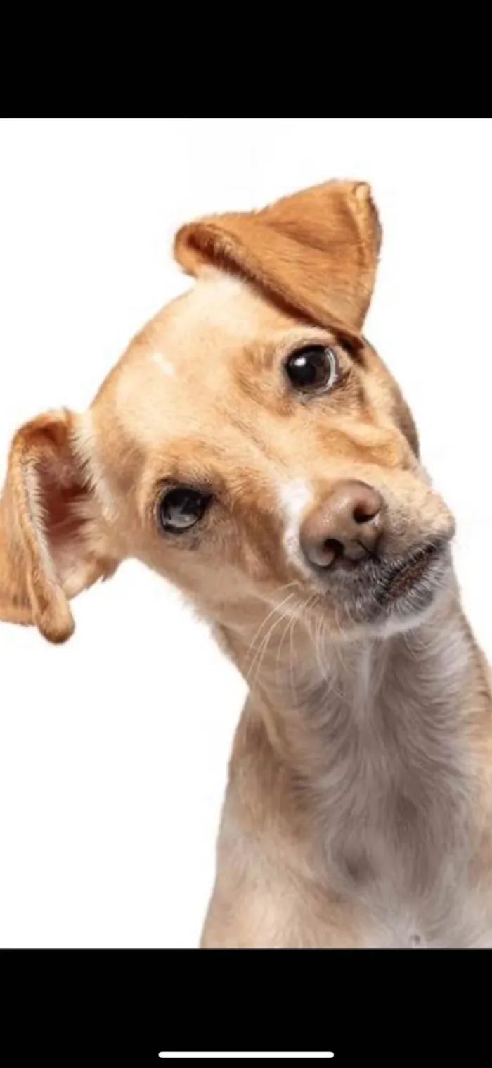 Cachorro ra a SRD-ViraLata idade 1 ano nome Caramelo