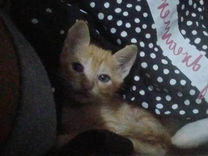 Gato ra a SRD-ViraLata idade Abaixo de 2 meses nome Mingual 