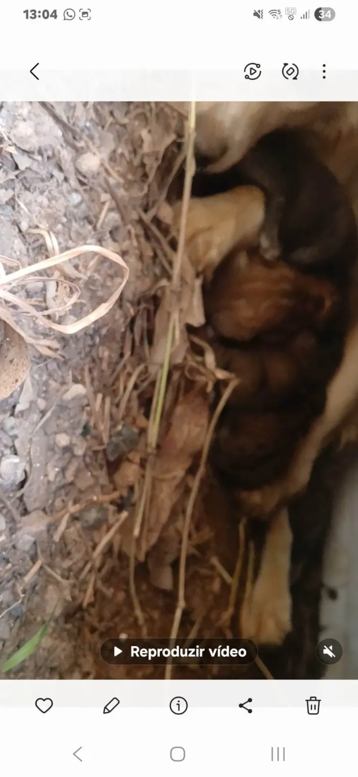Cachorro ra a SRD-ViraLata idade Abaixo de 2 meses nome Vanessa 