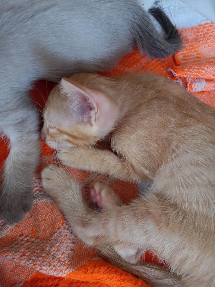 Gato ra a SRD-ViraLata idade Abaixo de 2 meses nome Mingual 