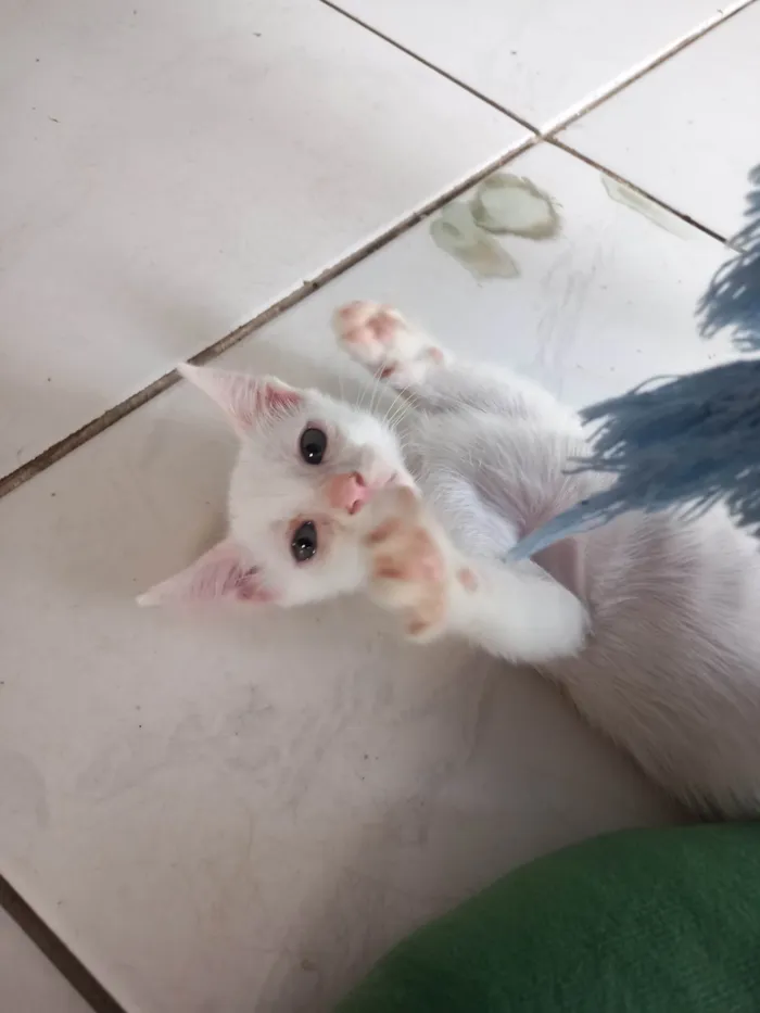 Gato ra a SRD-ViraLata idade 2 a 6 meses nome Avatar