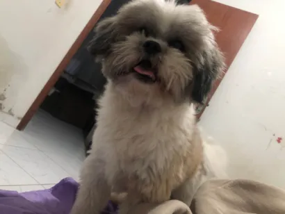 Cachorro raça Shitzu idade 3 anos nome Loki