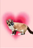 Laís 1aninho um amor