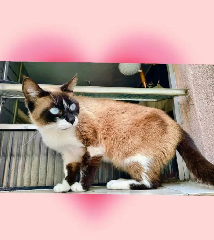 Gato ra a Siamês idade 1 ano nome Laís 1aninho um amor 