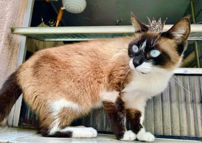 Gato ra a Siamês idade 1 ano nome Laís 1aninho um amor 