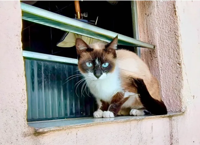 Gato ra a Siamês idade 1 ano nome Laís 1aninho um amor 