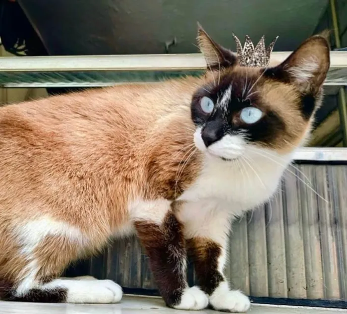 Gato ra a Siamês idade 1 ano nome Laís 1aninho um amor 