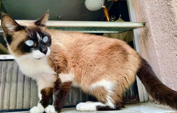 Gato ra a Siamês idade 1 ano nome Laís 1aninho um amor 