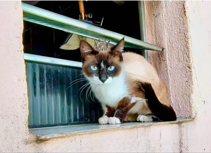 Gato ra a Siamês idade 1 ano nome Laís 1aninho um amor 