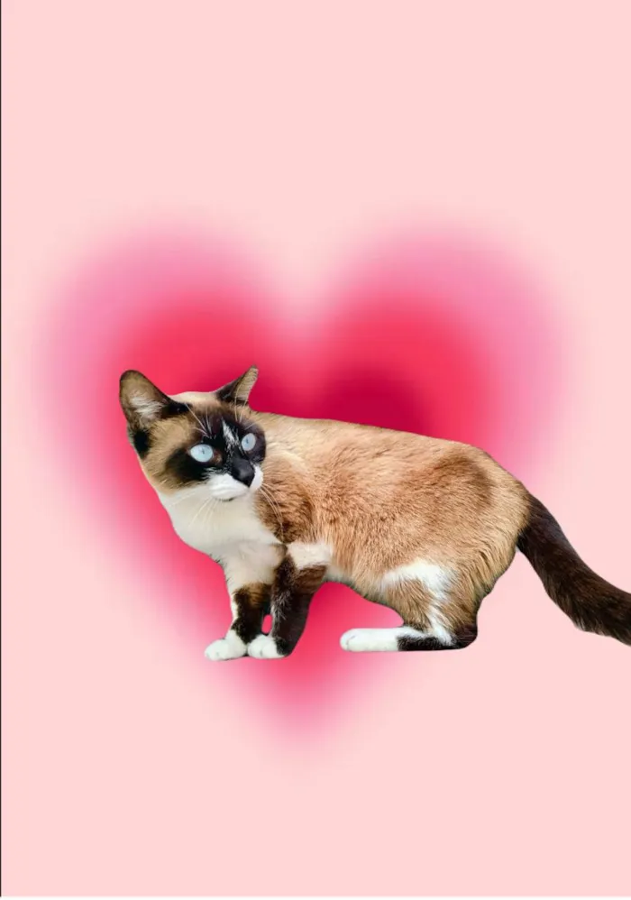 Gato ra a Siamês idade 1 ano nome Laís 1aninho um amor 