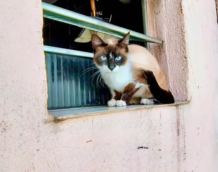 Gato ra a Siamês idade 1 ano nome Laís 1aninho um amor 