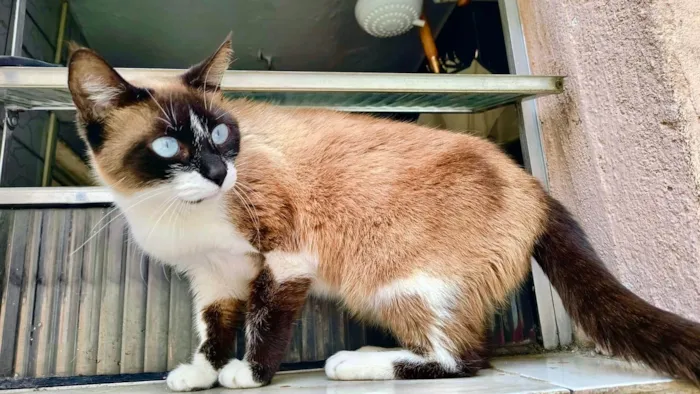 Gato ra a Siamês idade 1 ano nome Laís 1aninho um amor 