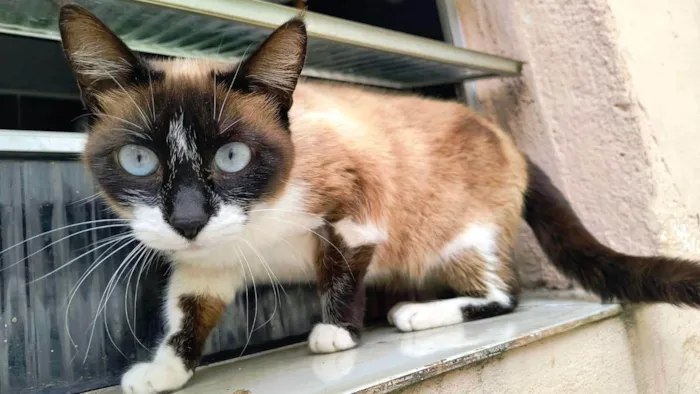 Gato ra a Siamês idade 1 ano nome Laís 1aninho um amor 
