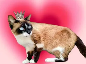 Gato raça Siamês idade 1 ano nome Laís 1aninho um amor 
