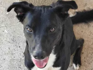 Cachorro raça SRD-ViraLata idade 2 anos nome Thor 