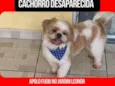 Apolo 