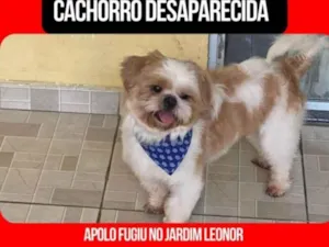 Cachorro raça Lhasa Apso idade 3 anos nome Apolo 