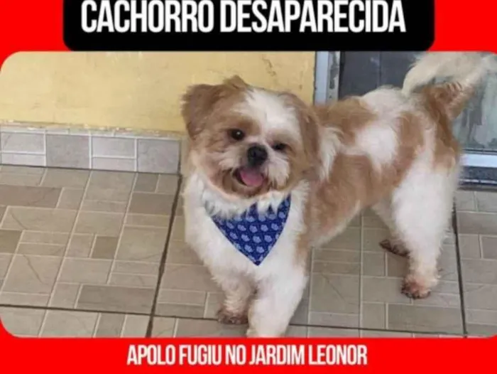 Cachorro ra a Lhasa Apso idade 3 anos nome Apolo 