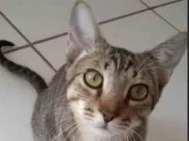 Gato raça SRD-ViraLata idade 2 a 6 meses nome Tom
