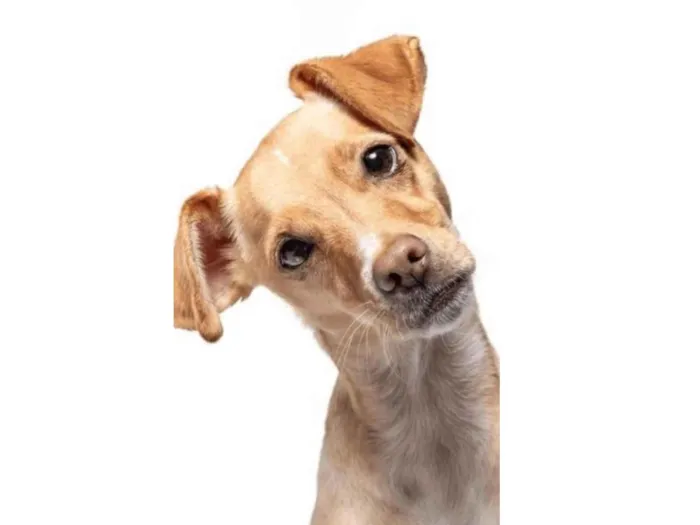 Cachorro ra a SRD-ViraLata idade 1 ano nome Caramelo