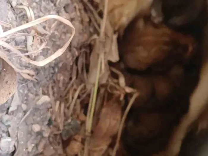 Cachorro ra a SRD-ViraLata idade Abaixo de 2 meses nome Vanessa 