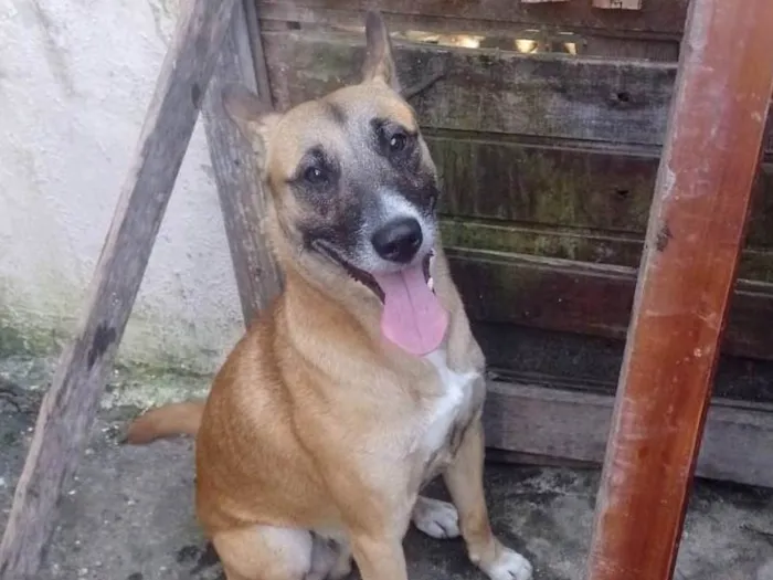 Cachorro ra a SRD-ViraLata idade 1 ano nome Rocco 