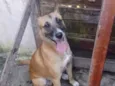 Rocco