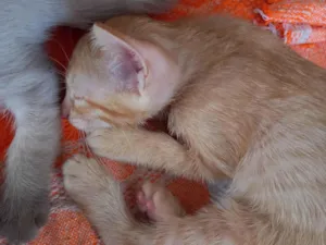 Gato raça SRD-ViraLata idade Abaixo de 2 meses nome Mingual 