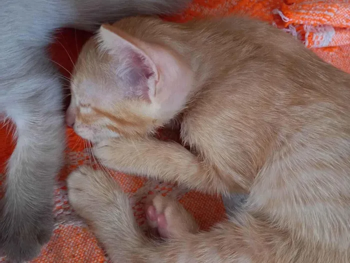 Gato ra a SRD-ViraLata idade Abaixo de 2 meses nome Mingual 