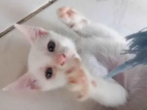 Gato raça SRD-ViraLata idade 2 a 6 meses nome Avatar