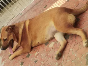 Cachorro raça SRD-ViraLata idade 1 ano nome Ranei 
