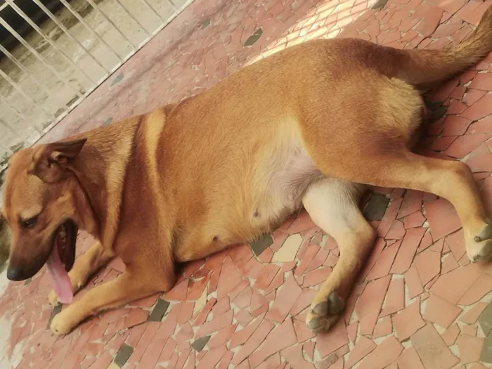 Cachorro ra a SRD-ViraLata idade 1 ano nome Ranei 