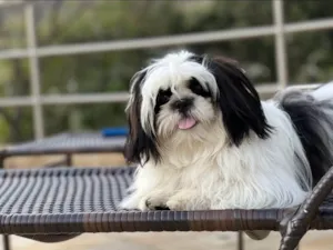 Cachorro raça Shitzu idade 3 anos nome Bucchi