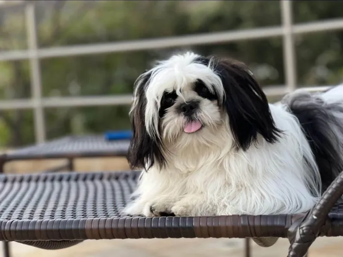 Cachorro ra a Shitzu idade 3 anos nome Bucchi