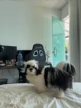 Bucchi